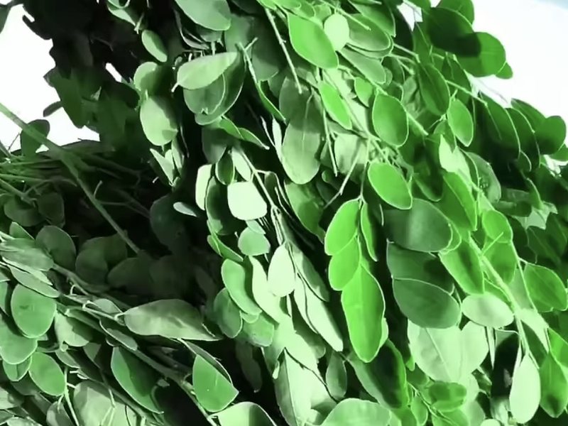 Fresh green moringa (Moringa oleifera) leaves